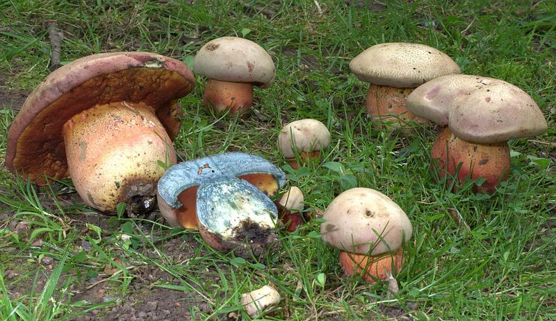 Boletus aestivalis